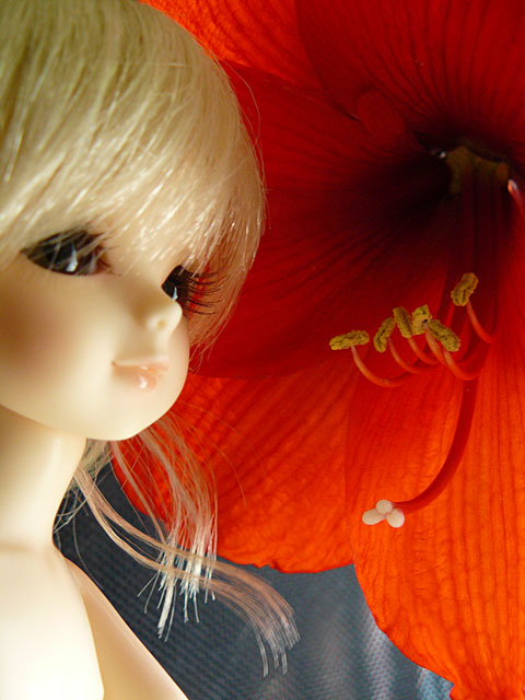flower001.jpg - アマリリスの開花に合わせて、天使が遊びにやってきました。