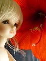 flower001