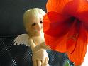 flower002