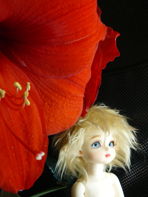 flower006.jpg - アマリリスのお花はとても大きいのです。