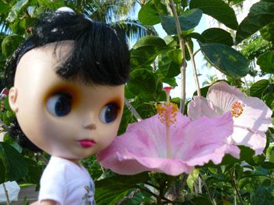 20080108-001.jpg - ハイビスカスみーっけ！