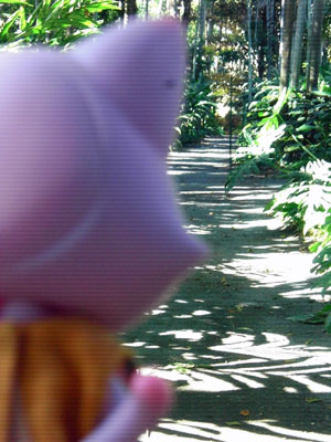 2009-01-19-2009-HAWAII-013.jpg - この道はどこへ続いているんだろう。