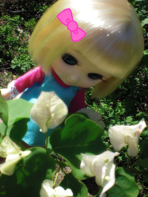 2009-01-19-2009-HAWAII-021.jpg - ミルちゃんにリボンをつけてみました。