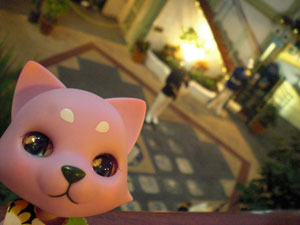 2009-01-22-HAWAII-024.jpg - あこがれちゃうにゃ。