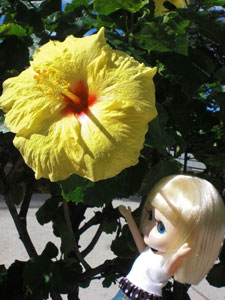 2009-01-23-2009-HAWAII-004.jpg - 大きなハイビスカス発見！