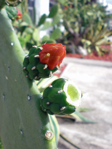 2009-01-23-2009-HAWAII-008.jpg - お散歩しながら、朝食を食べに出かけます。