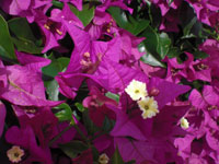 2009-01-23-2009-HAWAII-030.jpg - 散歩中に見つけたお花達。