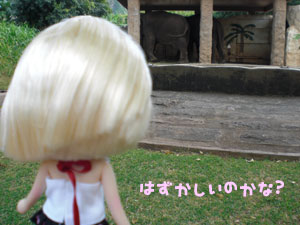 2009-01-23-2009-HAWAII-043.jpg - ちょっと遠くにいるゾウさん。