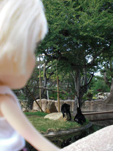2009-01-23-2009-HAWAII-047.jpg - ミルちゃんも楽しそうです。