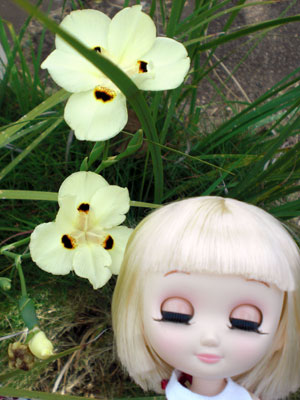 2009-01-23-2009-HAWAII-048.jpg - 歩いていたら、お花を見つけました♪