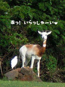 2009-01-23-2009-HAWAII-060.jpg - こんにちはー♪