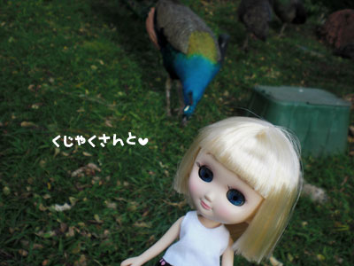 2009-01-23-2009-HAWAII-062.jpg - こんなに近くまで来てくれました。