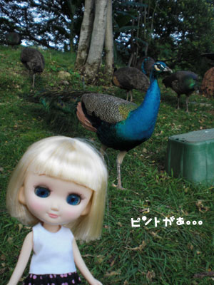 2009-01-23-2009-HAWAII-063.jpg - ・・・。