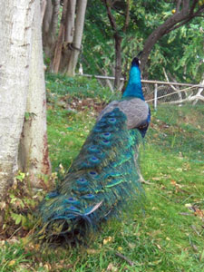 2009-01-23-2009-HAWAII-064.jpg - 羽を広げたら、きっとステキでしょうね。