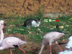2009-01-23-2009-HAWAII-066.jpg - なんと、フラミンゴの群れの向こうににゃんこがっ？！