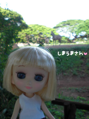 2009-01-23-2009-HAWAII-068.jpg - さて、今度は、しまうまさん。