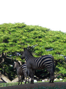 2009-01-23-2009-HAWAII-069.jpg - きれいな模様ですな。