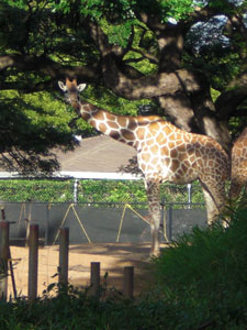 2009-01-23-2009-HAWAII-072.jpg - キリンさんもごあいさつ。