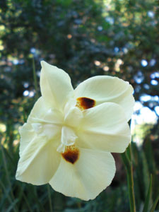 2009-01-23-2009-HAWAII-074.jpg - きれいです。