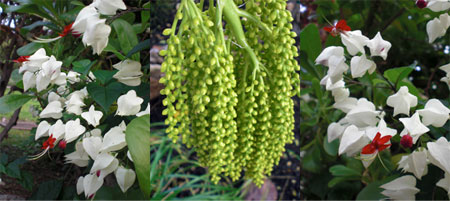2009-01-23-2009-HAWAII-080.jpg - 園内のお花達。