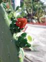 2009-01-23-2009-HAWAII-008