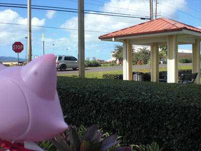 2009-01-24-2009-HAWAII-007.jpg - 次のバスは、ここから乗ります。みらいにきも確認中。