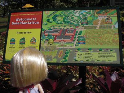 2009-01-24-2009-HAWAII-008.jpg - その頃ミルちゃんは・・・地図を前に何やら真剣です。