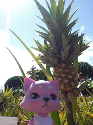 2009-01-24-2009-HAWAII-011.jpg - パイナップルと。どこか誇らしげな表情がかわいらしいです。