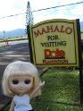 2009-01-24-2009-HAWAII-022